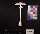 Amanita virosa image