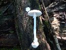 Amanita virosa image