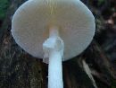 Amanita virosa image