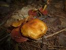 Cortinarius sanguineus image