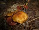 Cortinarius sanguineus image