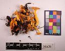 Cantharellus ignicolor image