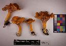 Cantharellus ignicolor image