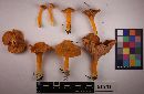 Cantharellus ignicolor image