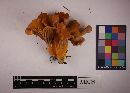 Cantharellus ignicolor image