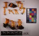 Cantharellus ignicolor image