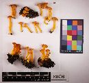 Cantharellus ignicolor image