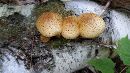 Pholiota limonella image