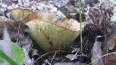 Lactarius psammicola image