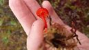 Hygrocybe miniata image