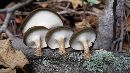 Polyporus brumalis image