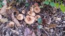 Armillaria gallica image