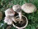 Agaricus placomyces image