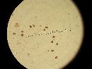 Agaricus placomyces image