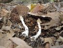 Agaricus leptocaulis image