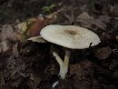 Agaricus leptocaulis image