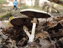 Agaricus leptocaulis image