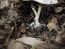 Agaricus leptocaulis image