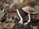 Agaricus leptocaulis image