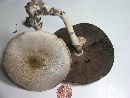 Agaricus leptocaulis image