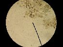 Agaricus leptocaulis image