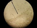 Agaricus leptocaulis image