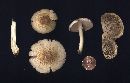 Agaricus bellanniae image