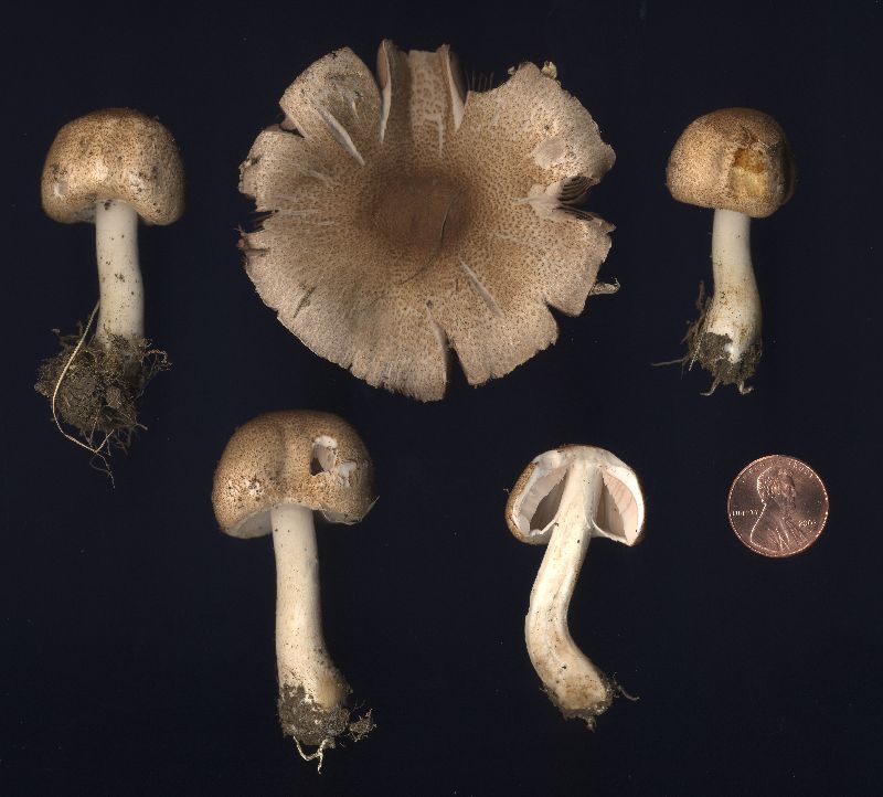 Agaricus bellanniae image