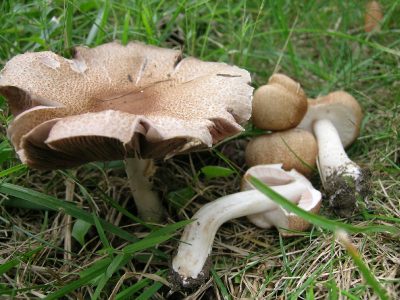 Agaricus bellanniae image