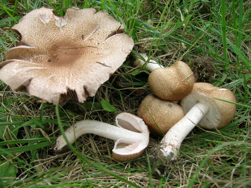 Agaricus bellanniae image