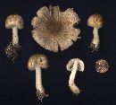 Agaricus bellanniae image