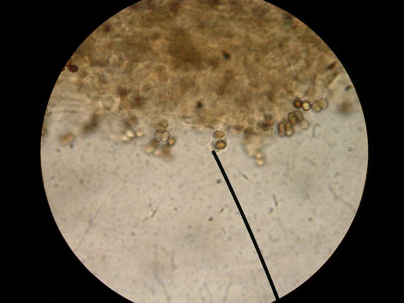 Agaricus bellanniae image
