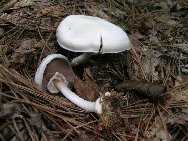 Agaricus reducibulbus image