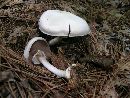 Agaricus reducibulbus image