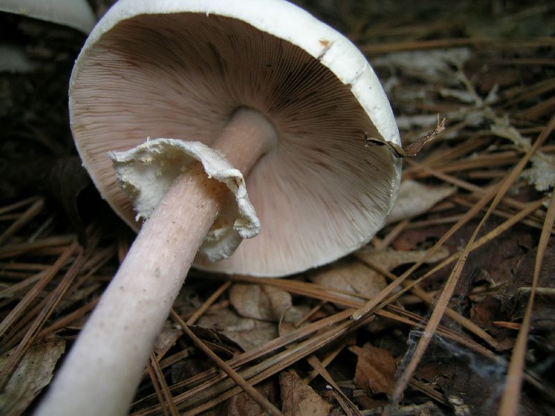 Agaricus reducibulbus image