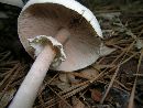 Agaricus reducibulbus image