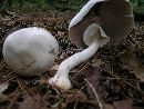 Agaricus reducibulbus image