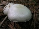 Agaricus reducibulbus image