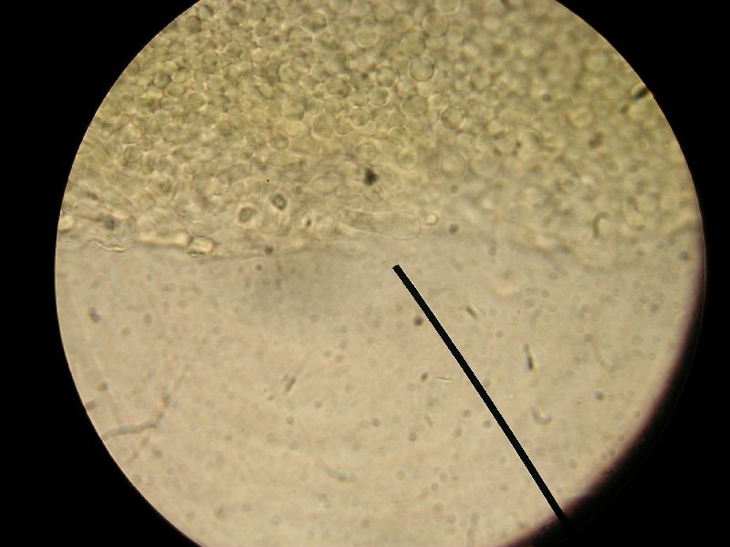 Agaricus reducibulbus image
