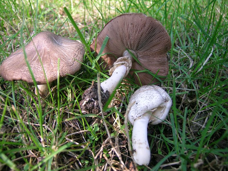 Agaricus kriegeri image