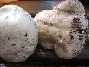 Agaricus bernardii image