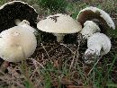 Agaricus arvensis image