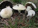 Agaricus arvensis image