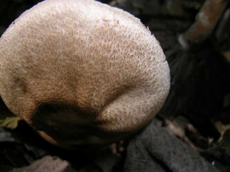 Agaricus bellanniae image