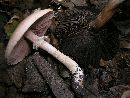 Agaricus bellanniae image