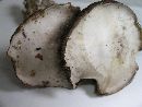 Agaricus silvicola image