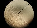Agaricus silvicola image