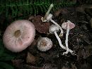 Agaricus leptocaulis image