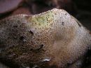 Agaricus nanaugustus image