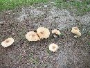 Agaricus nanaugustus image